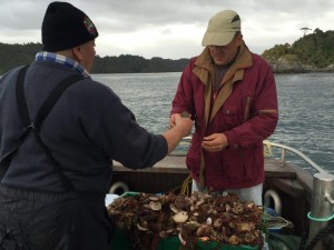 Oyster Dredging, Stewart Island