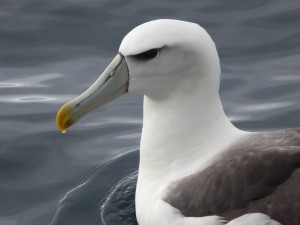 Mollyhawk, a local Albatross