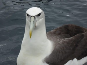 Mollyhawk Albatross