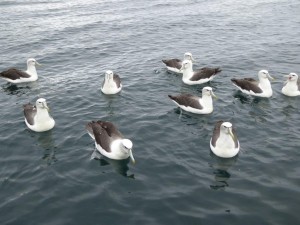 Mollyhawk Albatross