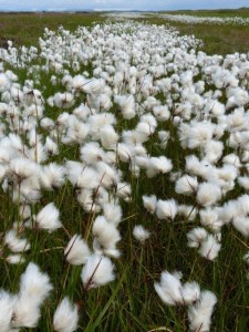 Wool grass
