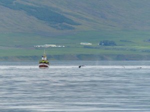 Whale Watching in Hjalteyri      