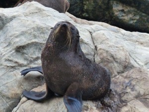 Ohau Seal Colony    
