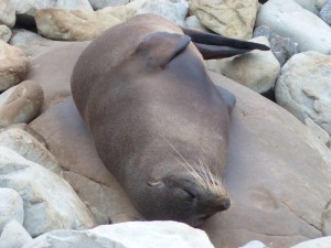 Ohau Seal Colony    
