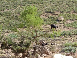 Climbing goat in an Argan tree