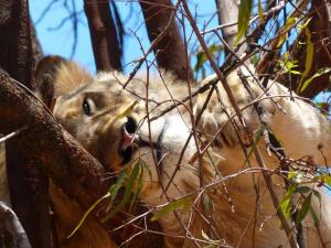 Lion Park Joburg