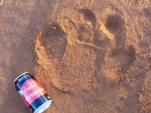 Hippo print, Mabalingwe Nature Reserve