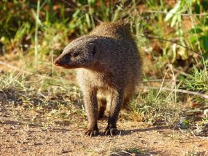 Mongoose, Mabalingwe Nature Reserve