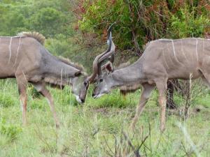 Kudus, Mabalingwe Nature Reserve