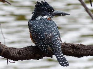 Kingfisher, Mabalingwe Nature Reserve