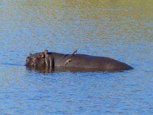 Hippo, Mabalingwe Nature Reserve