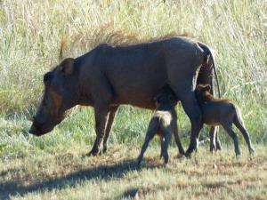 Wart Hog, Mabalingwe Nature Reserve