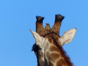 Untermieter, Mabalingwe Nature Reserve