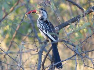 Hornbill, Mabalingwe Nature Reserve