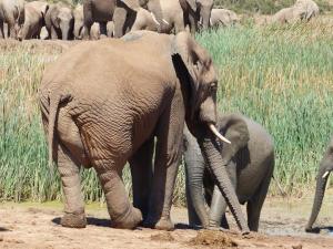 Addo Elephant Park