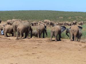 Addo Elephant Park