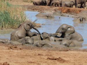 Addo Elephant Park