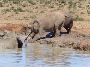 Addo Elephant Park