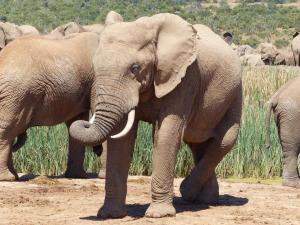 Addo Elephant Park