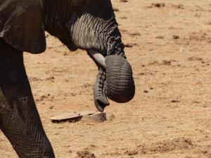 Addo Elephant Park