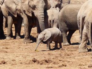 Addo Elephant Park