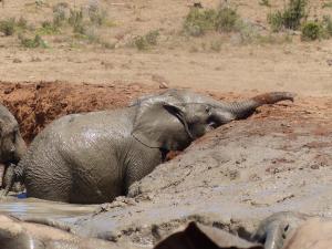 Addo Elephant Park