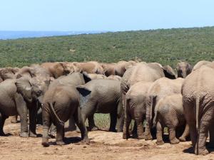 Addo Elephant Park