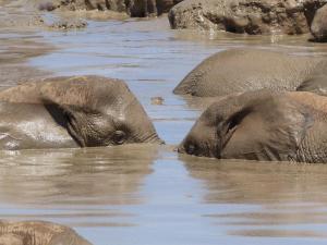 Addo Elephant Park