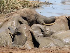 Addo Elephant Park