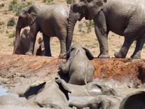 Addo Elephant Park