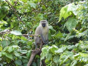 Vervet Monkey, Prince Alfred Pass