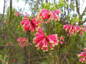 Prince Alfred Pass