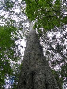 Outeniqua or Yellow Wood Tree, 600 yrs old, Prince Alfred Pass 