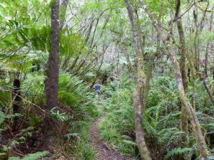 Jungle walk, Prince Alfred Pass