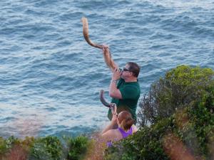 Whale call, Herolds Bay