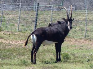 Sable Antilope