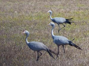 Herons