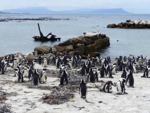 African Pinguins colony, Betty's Bay