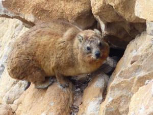 Dassie, Betty's Bay