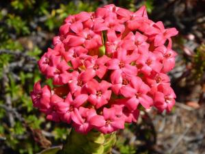 Red Crassula