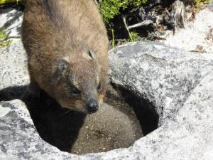 Dassie at Table Mountain