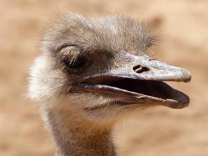 Ostrich Farm, Oudtshoorn