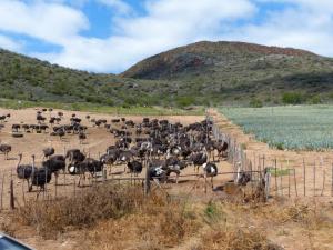 Ostrich Farm, Oudtshoorn