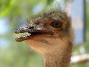 Ostrich Farm, Oudtshoorn