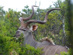 Kudu, Addo Eleph Park