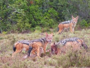 Jackals at dinner, Addo Eleph Park