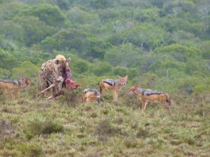 But the Hyena wins, Addo Eleph Park